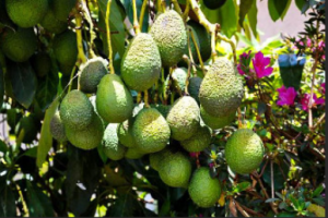 Avocado from Rwanda